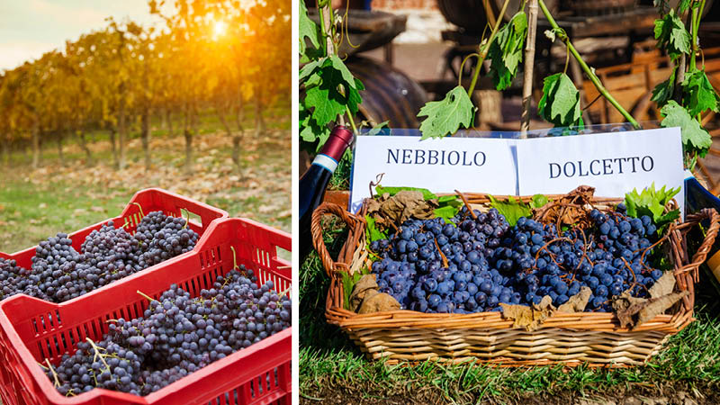 Vindruvorna Nebbiolo och Dolcetto